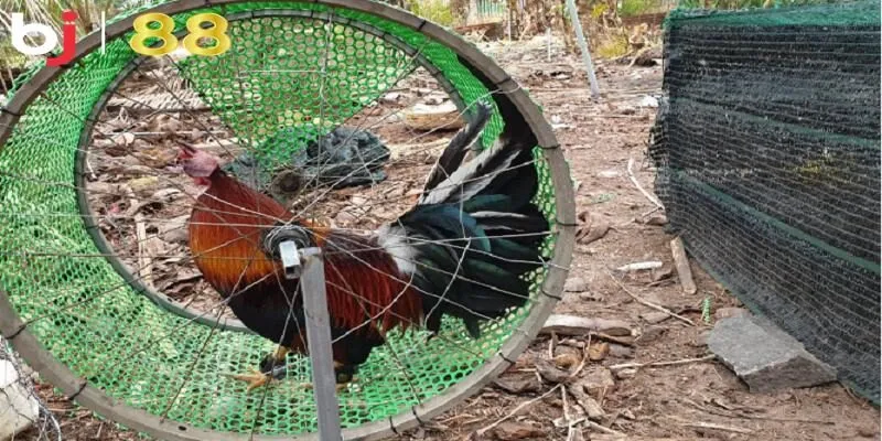 Cách làm gà đá lì đòn với chế độ luyện tập phù hợp tăng sức bền