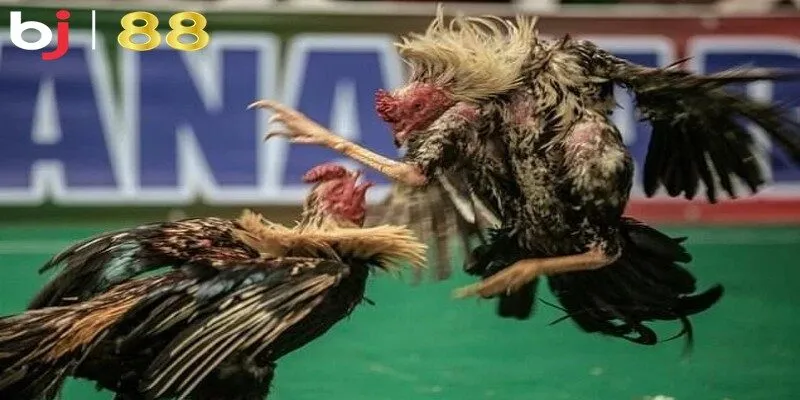 gà chọi Campuchia có tốt không