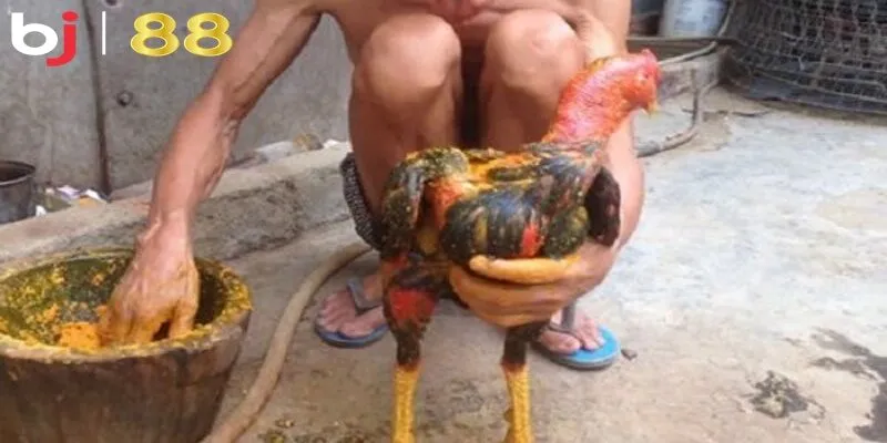 Kỹ thuật om bóp gà đá là một bí quyết nuôi dưỡng chiến kê hữu hiệu