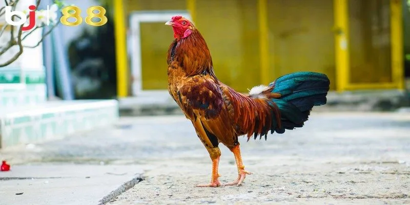 Phơi nắng và xoa bóp với các bài thuốc để rèn luyện sức khỏe